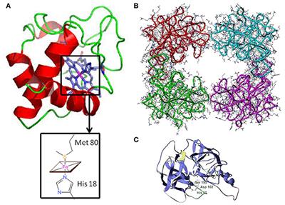 Potential Role of Cytochrome c and Tryptase in Psoriasis and Psoriatic Arthritis Pathogenesis: Focus on Resistance to Apoptosis and Oxidative Stress